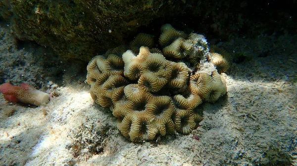 Μεγαλύτερο Κοράλλι Αστέρι Favites Halicora Υποθαλάσσια Ερυθρά Θάλασσα Αίγυπτος Sharm — Φωτογραφία Αρχείου