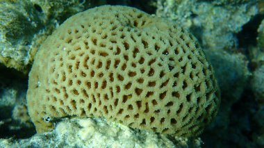 Ananas mercanı veya bal peteği mercanı, kulplu mercan (Dipsastraea favus) denizaltı, Kızıldeniz, Mısır, Sharm El Sheikh, Nabq Bay