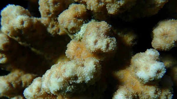 Igelkorallen Echinopora Hirsutissima Nahaufnahme Unterwasser Rotes Meer Ägypten Sharm Sheikh — Stockfoto