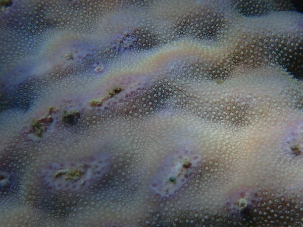 Coral Coral Lobo Porites Lobata Submarino Mar Vermelho Egito Sharm — Fotografia de Stock