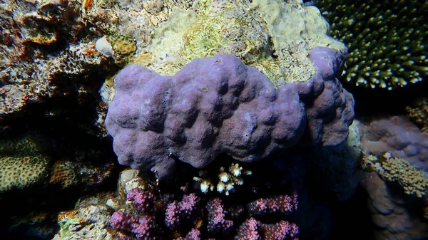 Koral Koralowy Porites Lobata Podmorski Morze Czerwone Egipt Sharm Sheikh — Zdjęcie stockowe