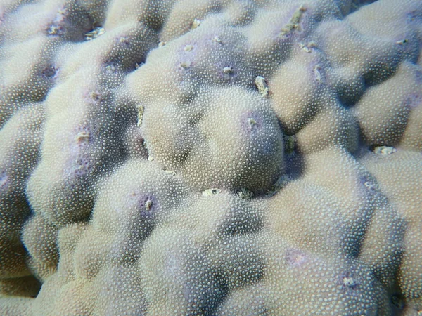 Hump Coral Lóbulo Coral Porites Lobata Bajo Mar Mar Rojo — Foto de Stock