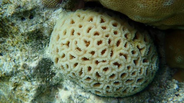 Ananas Mercanı Veya Bal Peteği Mercanı Kulplu Mercan Dipsastraea Favus — Stok fotoğraf
