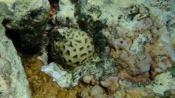Ananaskoralle Oder Wabenkoralle Knopfkoralle Dipsastraea Favus Unter Wasser Rotes Meer — Stockfoto