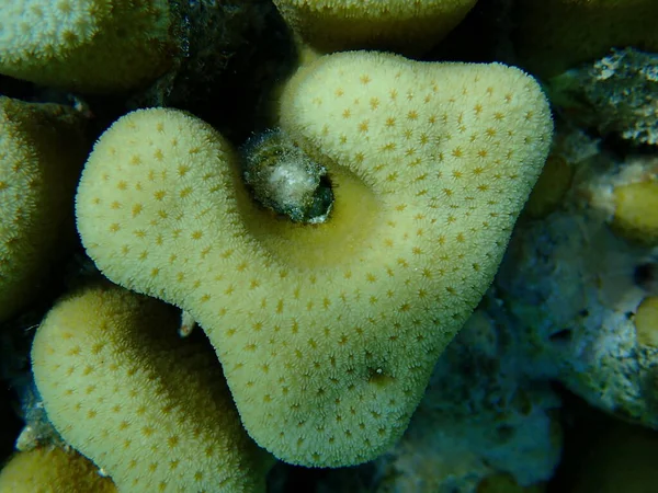 Knob Coral Goniastrea Stelligera Close Undersea Red Sea Egypt Sharm — стокове фото