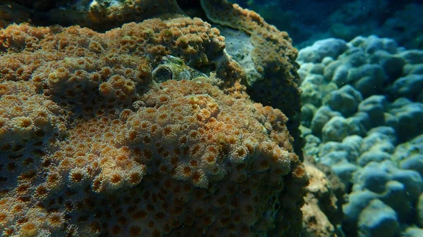 Jezevčí Korál Echinopora Lamellosa Pod Mořem Rudé Moře Egypt Sharm — Stock fotografie