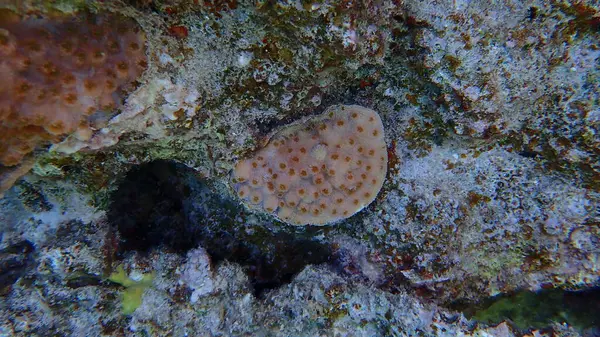 Κοράλλια Σκαντζόχοιρου Echinopora Lamellosa Υποθαλάσσια Ερυθρά Θάλασσα Αίγυπτος Sharm Sheikh — Φωτογραφία Αρχείου