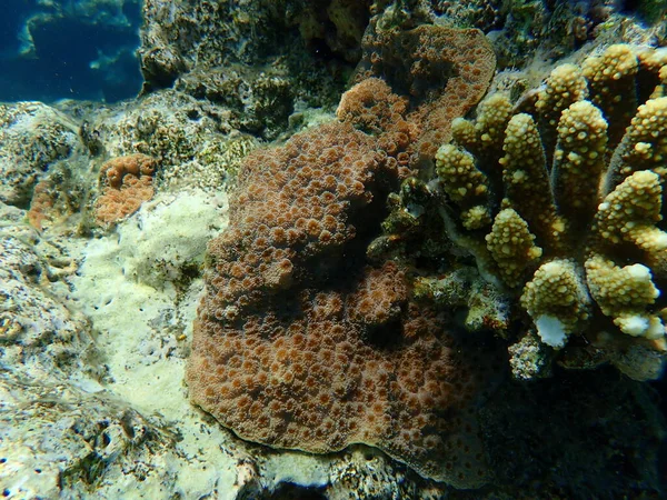 Kirpi Mercanı Echinopora Lamellosa Denizaltı Kızıl Deniz Mısır Sharm Sheikh — Stok fotoğraf