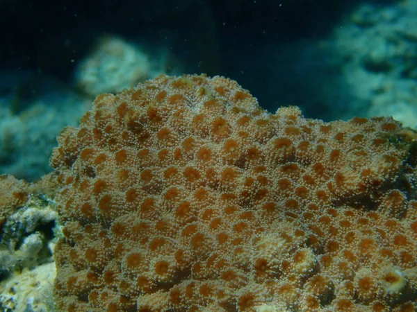 Sündisznó Korall Echinopora Lamellosa Tenger Alatt Vörös Tenger Egyiptom Sharm — Stock Fotó