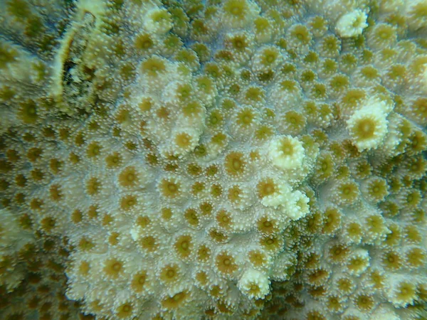 ヘッジホッグ サンゴ エチノポラ ラメロサ エジプト シャルム シェイク ナブ湾 — ストック写真