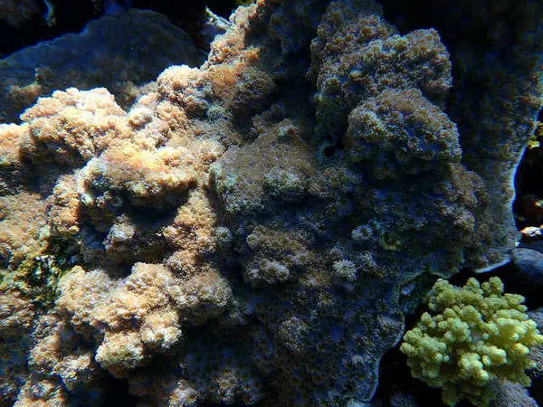 Coral Ouriço Echinopora Lamellosa Submarino Mar Vermelho Egito Sharm Sheikh — Fotografia de Stock