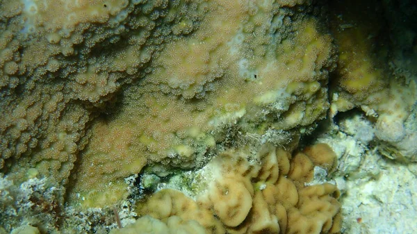 沙姆沙伊赫 纳布克湾的刺珊瑚 Hydnophora Microconos 和脆壳珊瑚 Merulina Scheeri — 图库照片