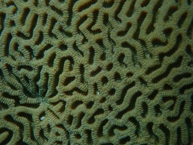 Daha küçük yıldız mercanı (Goniastrea theecata) denizaltı, Kızıl Deniz, Mısır, Sharm El Sheikh, Nabq Körfezi