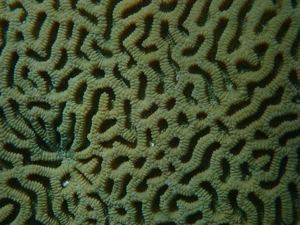 Малая Звезда Коралл Goniastrea Thecata Крупным Планом Водой Красное Море — стоковое фото