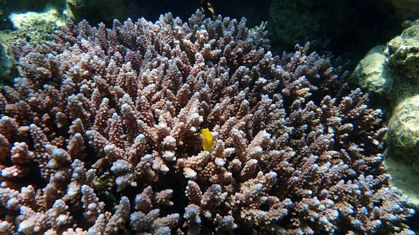 Svavelduva Pomacentrus Sulfureus Och Polyp Stenig Korall Acropora Squarrosa Undersea — Stockfoto