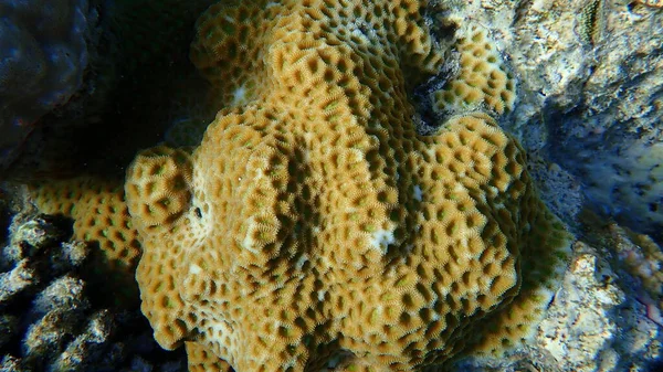 Larger Star Coral Favites Flexuosa Undersea Red Sea Egypt Sharm — Stock Photo, Image