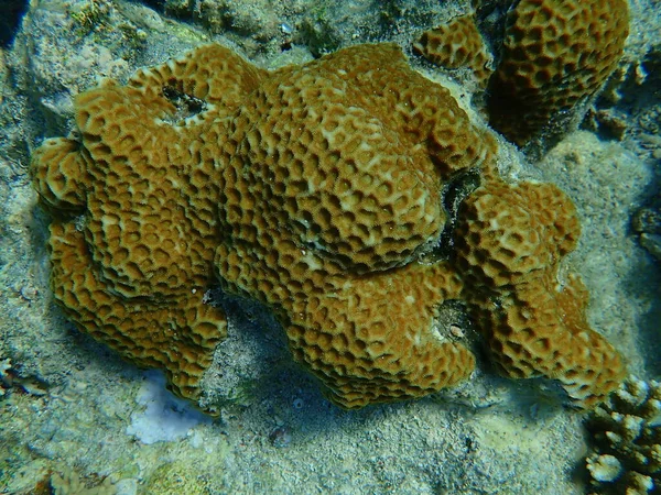 Coral Estrela Maior Favites Flexuosa Submarino Mar Vermelho Egito Sharm — Fotografia de Stock