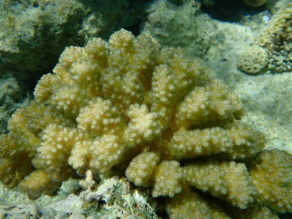 Koralowiec Kamienny Koralowiec Kalafior Koralowiec Pocillopora Verrucosa Bliska Podmorski Morze — Zdjęcie stockowe