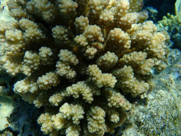 石珊瑚角珊瑚或花椰菜珊瑚 角珊瑚 Pocillopora Verrucosa 近景海底 沙姆沙伊赫 纳布克湾 — 图库照片