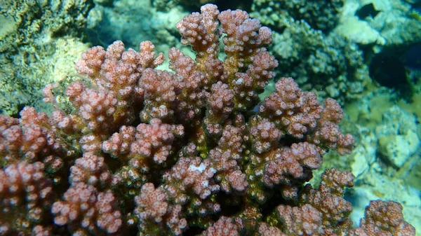 石珊瑚角珊瑚或花椰菜珊瑚 角珊瑚 Pocillopora Verrucosa 近景海底 沙姆沙伊赫 纳布克湾 — 图库照片