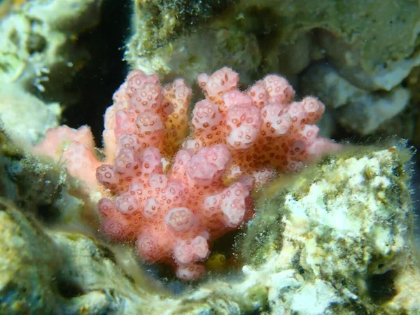 Taşlı Mercan Ahşap Mercan Karnabahar Mercanı Tokmak Boynuzlu Mercan Pocillopora — Stok fotoğraf