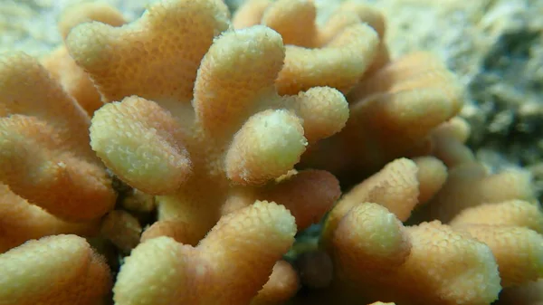 石のサンゴフードサンゴまたは滑らかなカリフラワーサンゴ 雌しべ状サンゴ Stylophora Pistilata 近くの海底 エジプト シャルムエルシェイク ナベク湾 — ストック写真