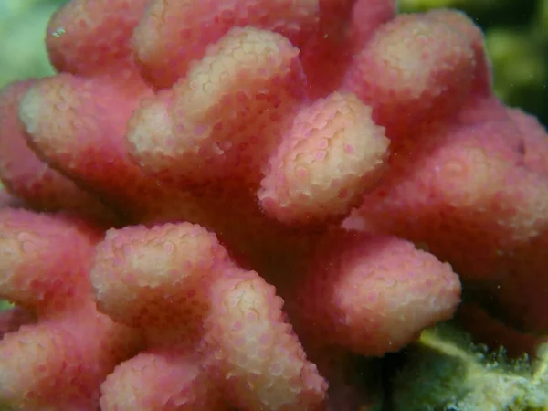 Corallo Pietroso Cappuccio Corallo Cavolfiore Liscio Corallo Corallo Pistillato Stylophora — Foto Stock