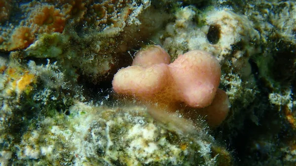 Stenkorall Hood Korall Eller Slät Blomkål Korall Pistillat Korall Stylophora — Stockfoto