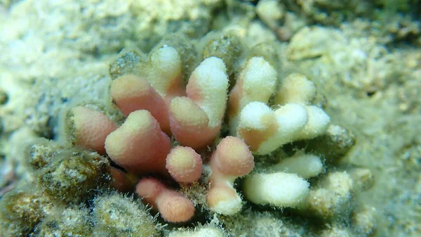 Coral Capuz Coral Pedregoso Coral Couve Flor Liso Coral Pistilado — Fotografia de Stock