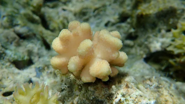 Koralowiec Kamienny Lub Koralowiec Gładki Koralowiec Tłoczony Stylophora Pistillata Zbliżenie — Zdjęcie stockowe
