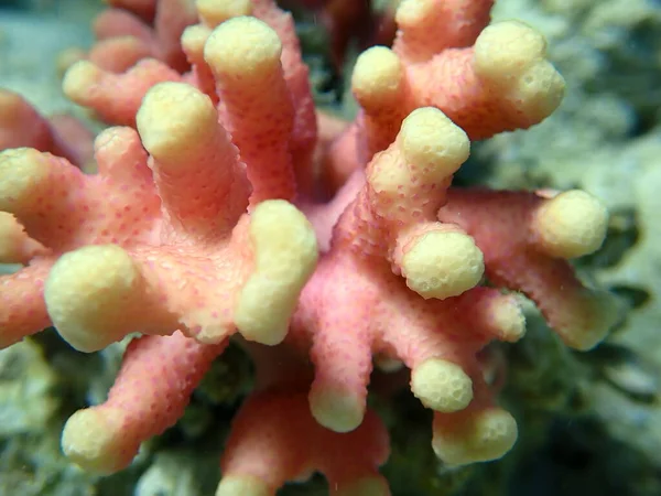 Taşlı Mercan Başlıklı Mercan Veya Yumuşak Karnabahar Mercanı Stylophora Pistillata — Stok fotoğraf