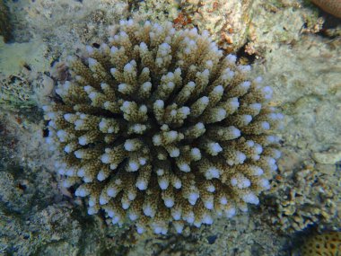 Polyp Taşlı Mercan Akropora samoensis sualtı, Kızıl Deniz, Mısır, Sharm El Sheikh, Nabq Körfezi