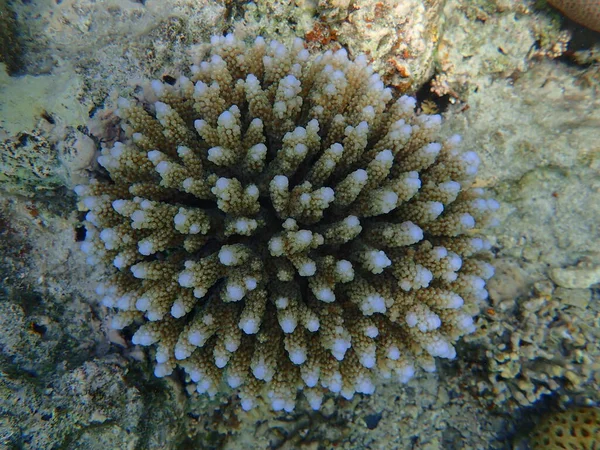 Coral Pedra Pólipo Acropora Samoensis Submarino Mar Vermelho Egito Sharm — Fotografia de Stock