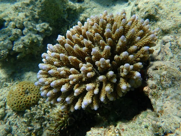 Polyp Taşlı Mercan Akropora Samoensis Sualtı Kızıl Deniz Mısır Sharm — Stok fotoğraf