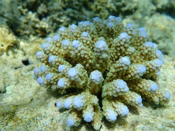 Polyp Stenig Koraal Acropora Samoensis Onderzee Rode Zee Egypte Sharm — Stockfoto