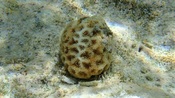 Koraller Dipsastraea Pallida Vann Rødehavet Egypt Skade Sheikh Nabq Bay – stockfoto