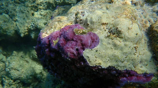 Mikroporös Korall Eller Porkorall Puckelkorall Montipora Tuberculosa Vatten Röda Havet — Stockfoto