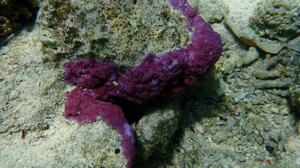 Microporous Coral Pore Coral Hump Coral Montipora Tuberculosa Undersea Red — стокове фото