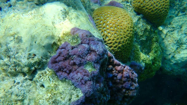 Mikroporózus Korall Vagy Póruskorall Púpos Korall Montipora Tuberculosa Tenger Alatt — Stock Fotó