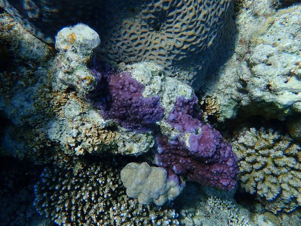 マイクロ多孔質サンゴまたは細孔サンゴ ハンプサンゴ モンティポラ結核 エジプト 魅力エルシェイク ナベク湾 — ストック写真