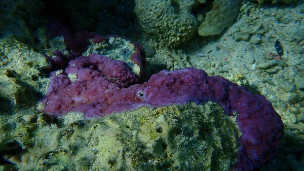 Coral Microporoso Coral Poroso Coral Corcunda Montipora Tuberculosa Submarino Mar — Fotografia de Stock