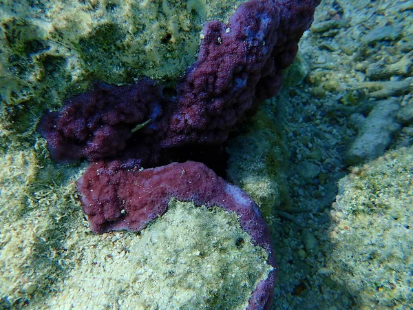 微孔珊瑚 驼峰珊瑚 Montipora Tutuberculosis Osa 沙姆沙伊赫 纳布克湾 — 图库照片