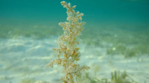 Brown algae or seaweed Polycladia myrica (genus: Sargassum) undersea, Red Sea, Egypt, Sharm El Sheikh, Nabq Bay
