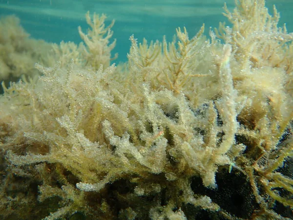 Brown algae (Cystoseira sp.) undersea, Red Sea, Egypt, Sharm El Sheikh, Nabq Bay