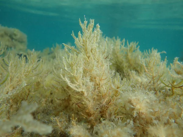 Algas Marrons Cystoseira Submarino Mar Vermelho Egito Sharm Sheikh Baía — Fotografia de Stock
