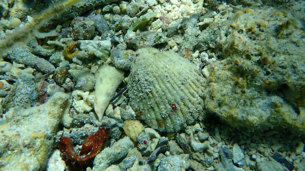 Seashell Ειρηνικού Fileclam Κοινό Κέλυφος Αρχείου Λίμα Vulgaris Υποθαλάσσια Ερυθρά — Φωτογραφία Αρχείου
