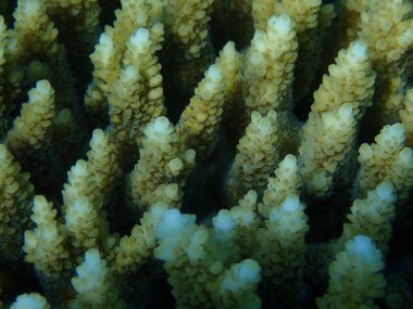 Hyacinth masa mercanı veya sümbül mercanı (Acropora hyacinthus) denizaltı, Kızıl Deniz, Mısır, Sharm El Sheikh, Nabq Bay