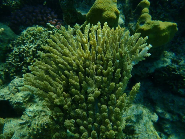Hyazinthenkorallen Oder Hyazinthenkorallen Acropora Hyacinthus Unter Wasser Rotes Meer Ägypten — Stockfoto