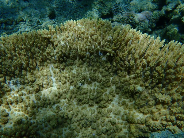 Hyacinth Coral Mesa Jacinto Acropora Hyacinthus Submarino Mar Vermelho Egito — Fotografia de Stock