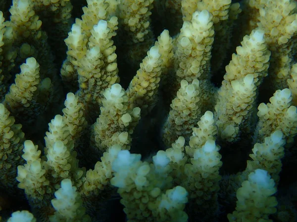 Гіацинт Накриває Корали Або Гіацинтові Таблиці Коралів Acropora Hyacinthus Під — стокове фото